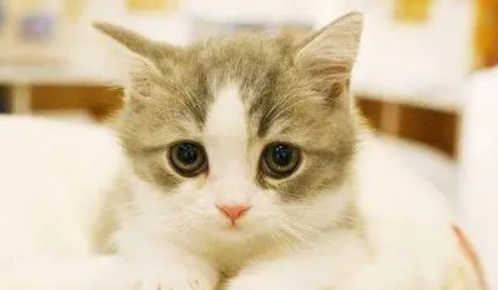 猫得了猫癣抹什么药膏效果好 猫得了猫癣抹什么药膏效果好