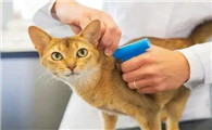 小猫多大可以驱虫一次