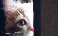 猫咪肛门能看见红色的肉正常吗
