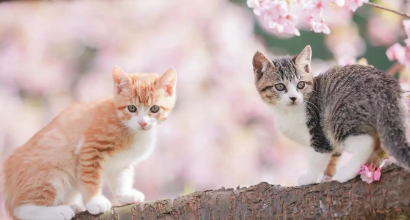 猫咪羊奶粉怎么冲