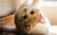 猫咪睡地板是因为热吗