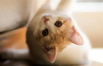 猫咪睡地板是因为热吗