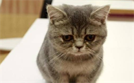 吃猫粮的猫咪可以吃饭吗