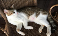 猫咪呕吐抽搐躺着不动怎么办