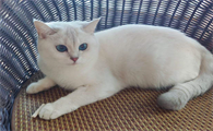 猫不喝水是什么原因造成的