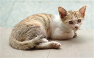 猫咪肾脏功能衰竭能治好吗
