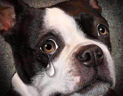 狗狗流眼泪是什么原因引起的