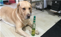 狗狗不小心舔了花露水怎么办没事吧