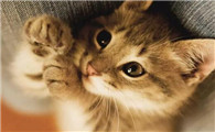 家猫需要多久做一次体外驱虫