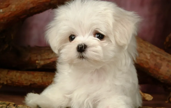 犬瘟细小能治好吗
