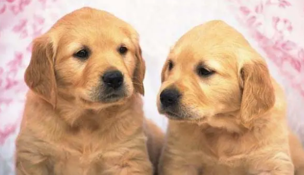 犬胃扭转的诊断与治疗