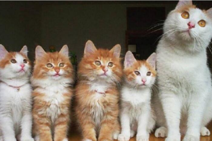 两只猫咪相处久了会有感情吗