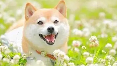 狗狗吃了蟑螂药多久算是没事了