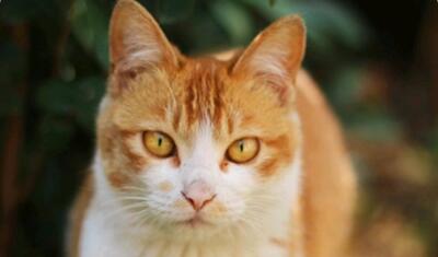 橘猫眼睛哪种瞳色比较稀有？来看就知道了~