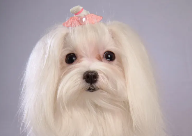 如何挑选马尔济斯犬?方法很简单,快来看~ 如何挑选马尔济斯犬?方法很简单,快来看~