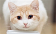 猫咪跳蚤怎么彻底消灭掉