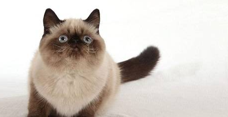 猫一直不尿怎么办