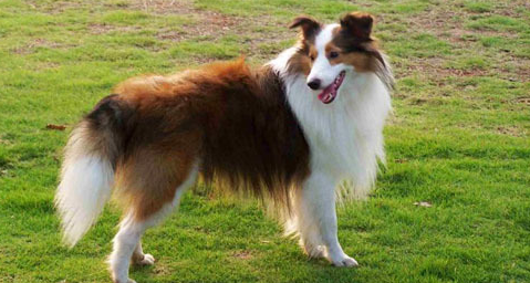 喜乐蒂牧羊犬好养吗?看看这篇文章就知道了 喜乐蒂牧羊犬好养吗?看看这篇文章就知道了