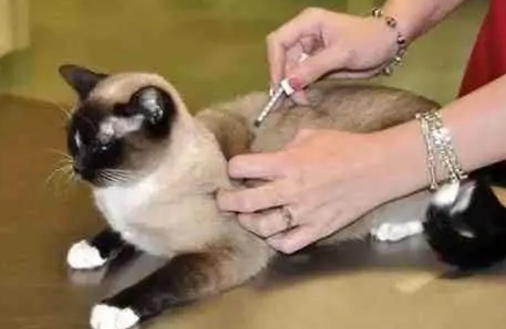猫咪体外驱虫和体内驱虫多久一次