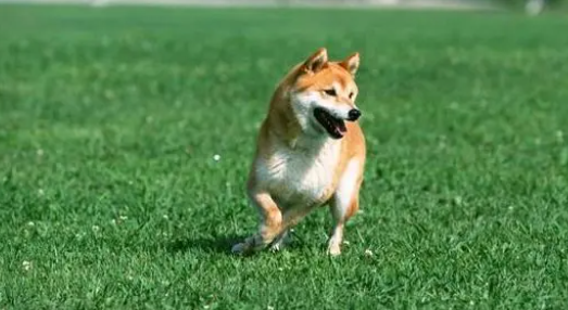 电蚊香对狗狗有没有危害