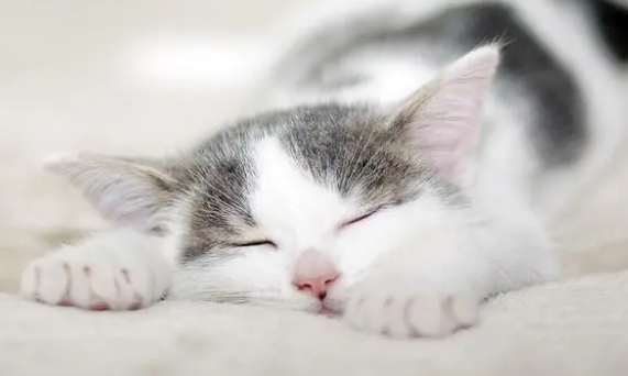 5kg猫一天吃多少猫粮