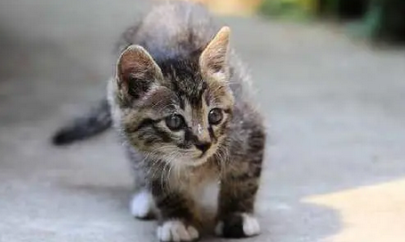 猫咪做了绝育后性格会改变吗 猫咪做了绝育后性格会改变吗
