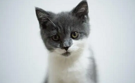 小奶猫感冒了吃什么药好得快