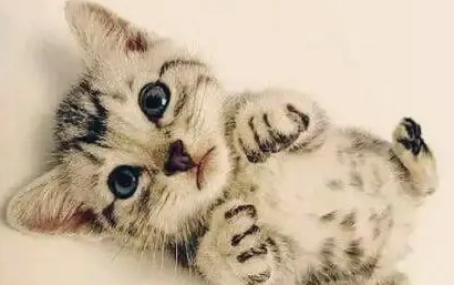 小猫走路不稳,东倒西歪是有什么问题?
