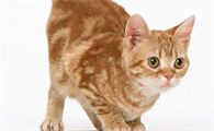 小猫咪一天拉几次屎是正常的