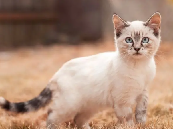 猫咪走路走不稳东摇西晃是怎么回事呀