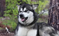 阿拉斯加犬洗澡用什么