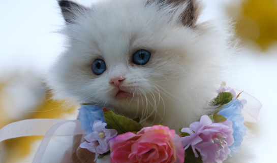 猫吃虾壳会导致什么后果