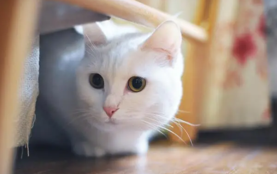 猫怀孕需要注意些什么事项