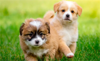 适合家养的小型犬