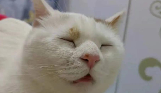 猫吃了知了会不会怎么样 猫吃了知了会不会怎么样