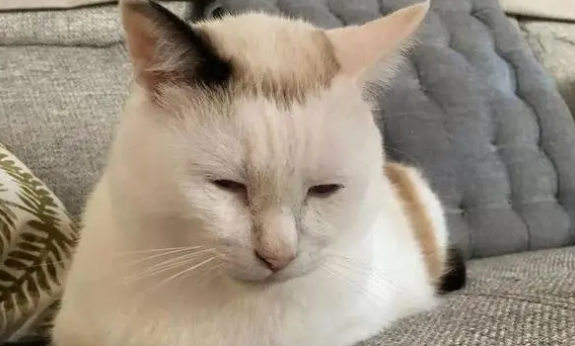 猫耳朵旁边秃了是什么原因