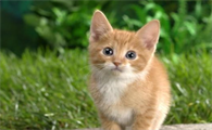 一个半月的小猫可以做体外驱虫吗