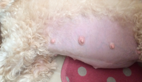 狗狗肚子大跟怀孕一样怎么回事 狗狗肚子大跟怀孕一样怎么回事