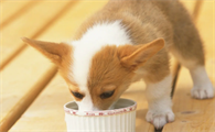 狗能吃冰淇淋吗为什么