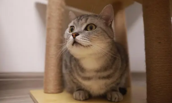 猫咪身上长黑色斑块是猫癣吗？