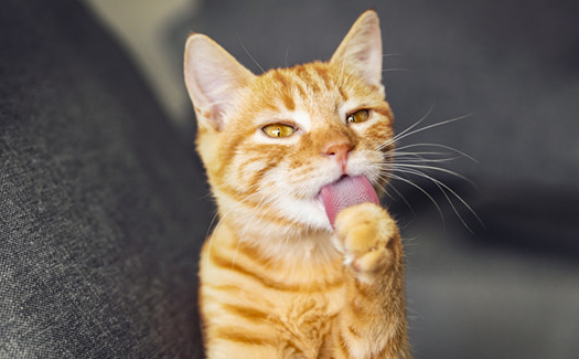 猫咪吐舌头喘气是应激反应吗