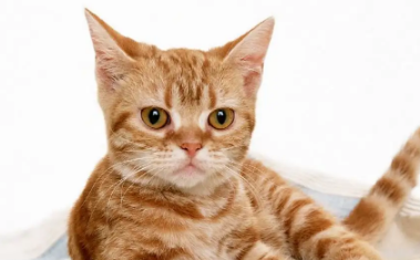 猫咪驱虫什么时候做最好
