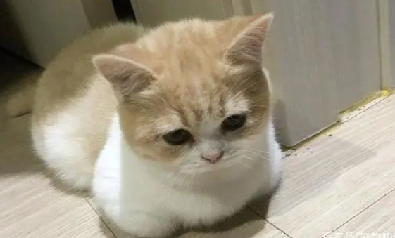 宠物猫会游泳吗 宠物猫会游泳吗