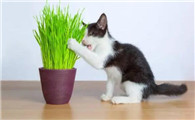 猫咪不吃东西还呕吐怎么办
