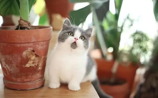 矮脚猫和高脚猫生育的猫咪是什么样子的呢? 矮脚猫和高脚猫生育的猫咪是什么样子的呢?
