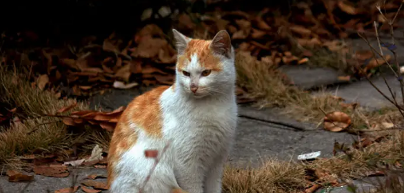 小区流浪猫白天都藏在哪里?你确定不了解一下? 小区流浪猫白天都藏在哪里?你确定不了解一下?