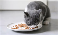 猫咪呕吐后要禁食多久才能恢复