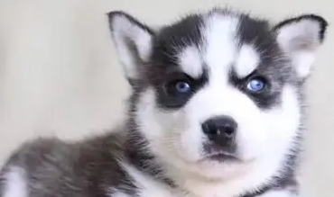 怎么辨别幼犬体型大小？铲屎官来这看看