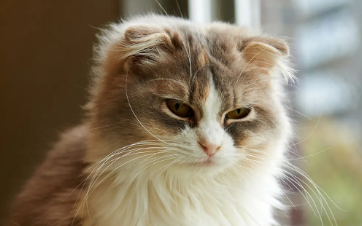 猫咪拉白色虫子怎么办