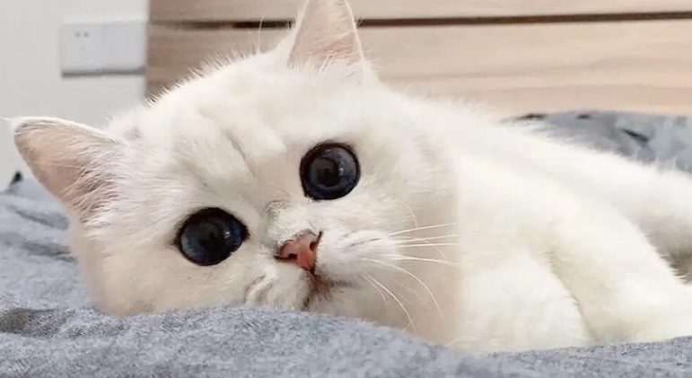 小猫不吃食还吐是怎么回事